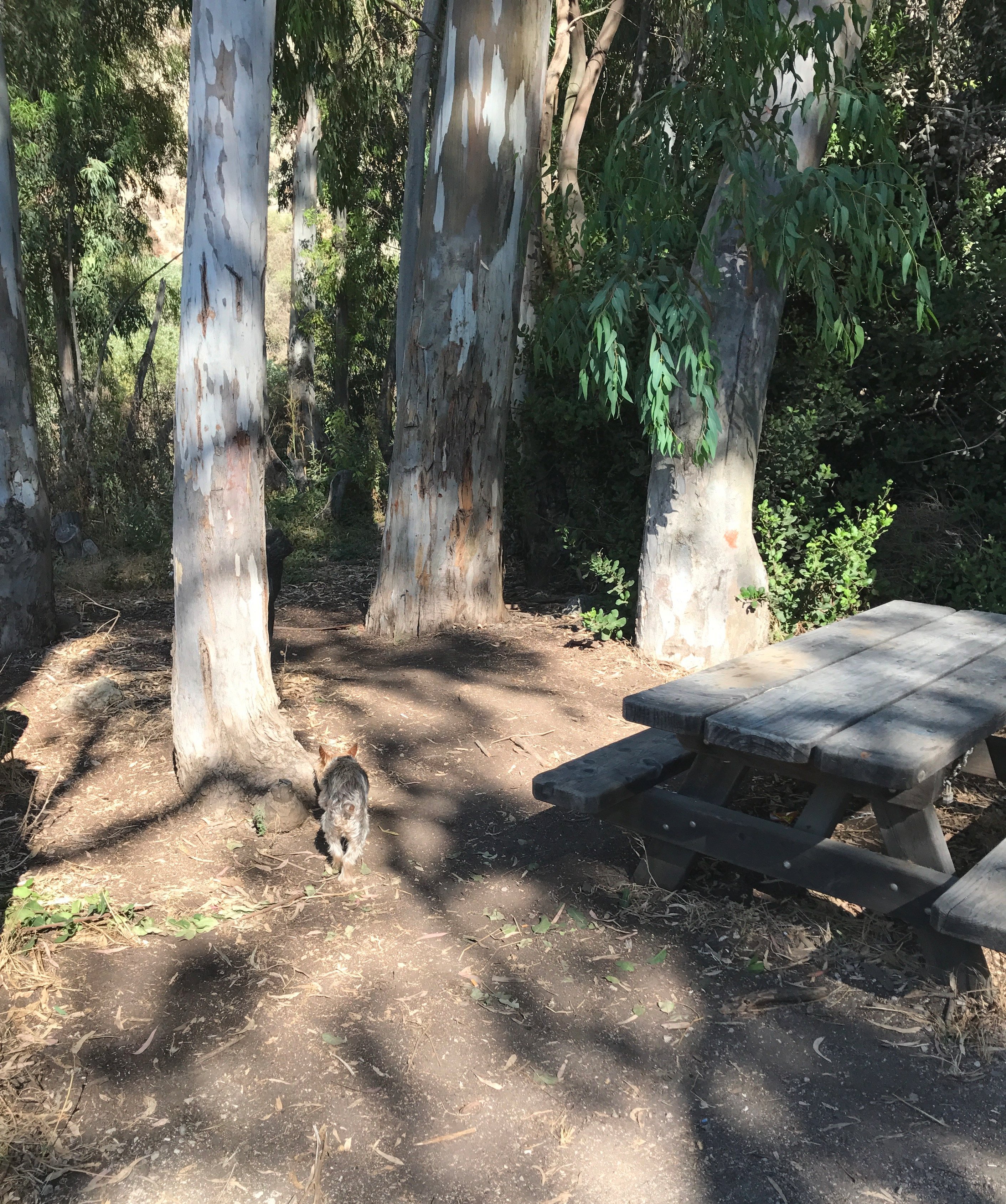Hill Canyon entrance picnic table