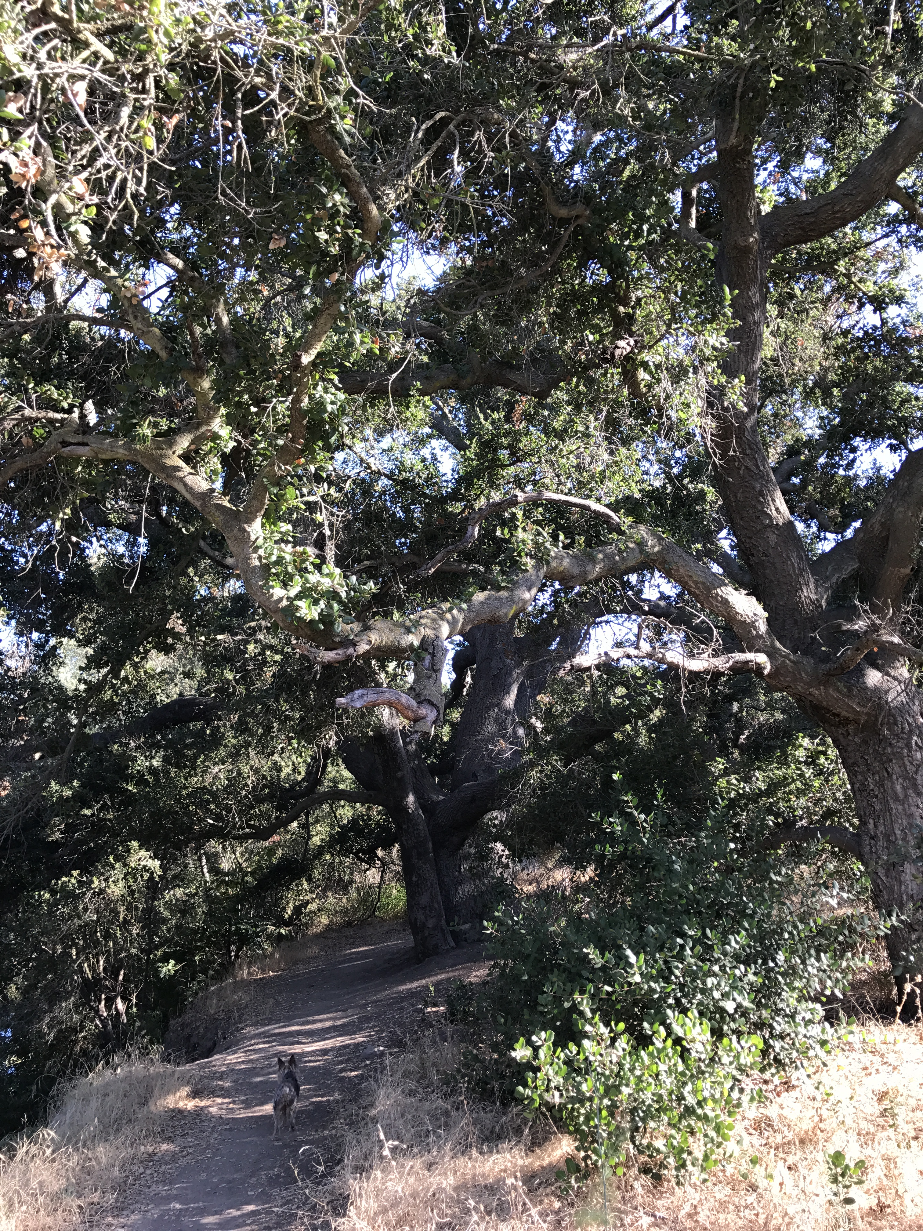 Hill Canyon tree1